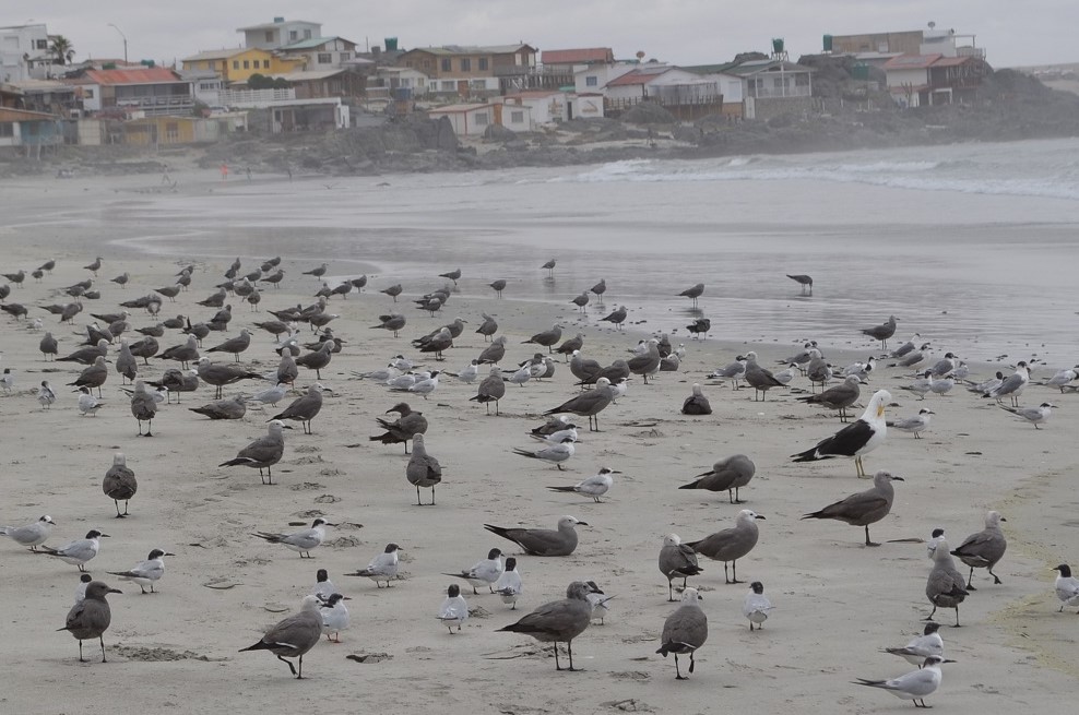/miles-de-aves-migratorias-llegan-a-chile-sag-llama-a-protegerlas-y