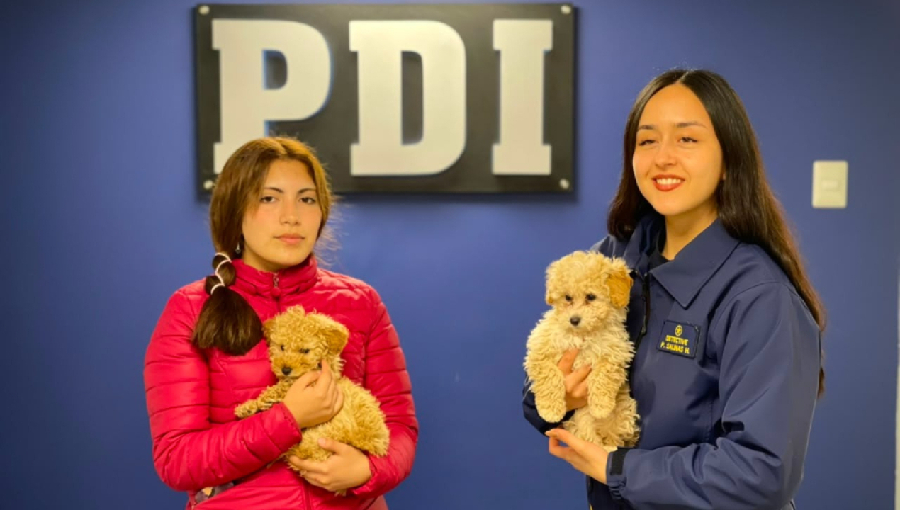 /pdi-recupera-dos-perros-sustraidos-en-lebu-y-los-devuelve-a-su-propietaria