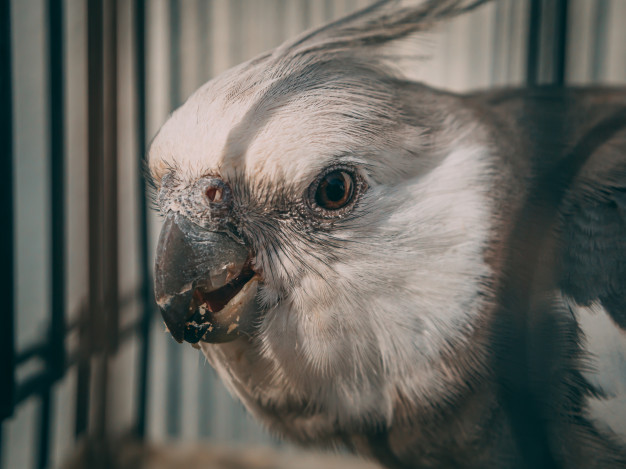 /admiten-querella-contra-hombre-que-habria-cazado-aves-protegidas