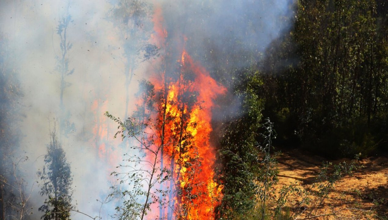 /regionales/region-del-biobio/declaran-alerta-roja-para-la-comuna-de-yumbel-por-incendio-forestal