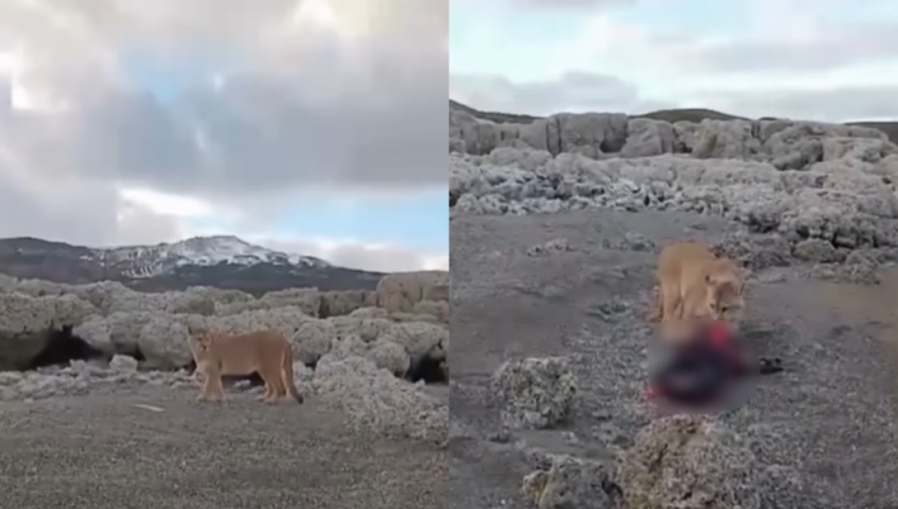 /regionales/hombre-registra-encuentro-con-un-puma-mientras-pescaba-en-torres-del-paine
