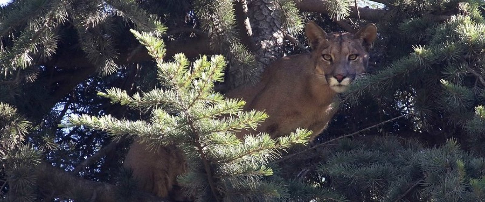 Aumentan reportes de pumas cerca de viviendas en San Fernando y la Región Metropolitana