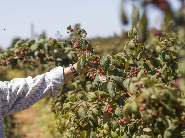 Cuenta Pública Minagri: Ejecutivo fija prioridades para la cartera con énfasis en el desarrollo agrícola