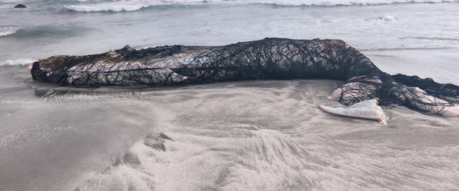 Investigan muerte de una ballena jorobada y ataques a lobos marinos en Antofagasta